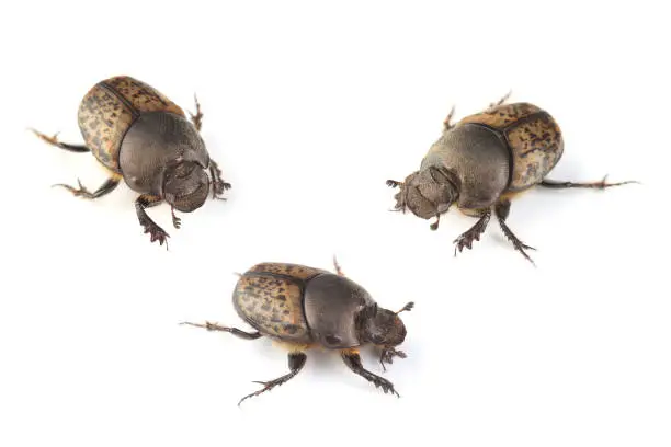 Dung-beetles (Onthophagus vacca) isolated on white background