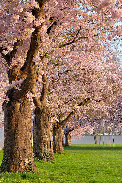 istock Row of blossoming cherry trees 96355078