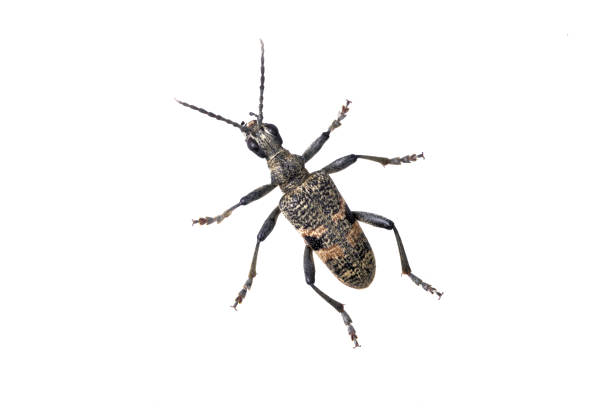 istock Beetle Rhagium mordax on a white background 963559096