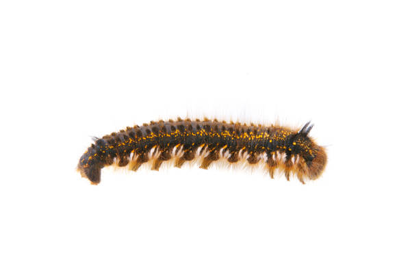 istock Caterpillar of Euthrix potatoria on a white background 963559102