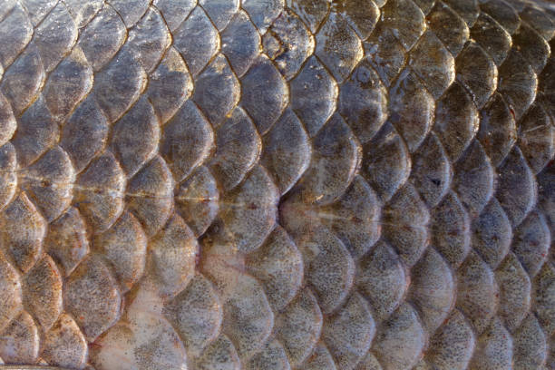 istock Crucian carp scales, natural texture 963563022