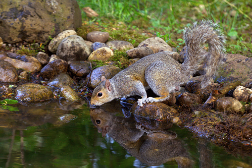 An Eastern Gray Squirrel drinks from the edge of a small pond in Washington.