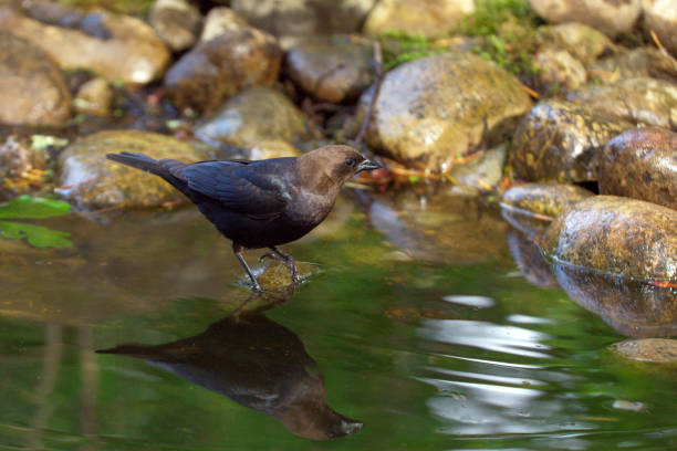 unter der leitung von brown kuhstärlinge im teich - braunkopf kuhstärling stock-fotos und bilder