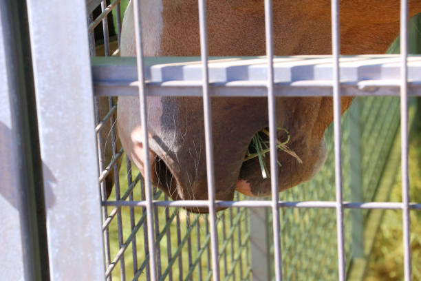 istock snout of a mare in a cage 963563148