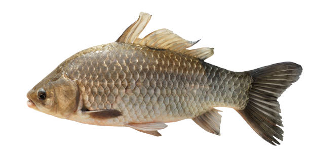 istock Crucian carp isolated on white with accurate clipping path 963563366