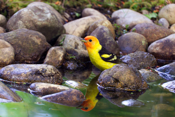 Male Western Tanager A male Western Tanager pauses at the edge of a small pond in Washington before taking a quick bath. piranga ludoviciana stock pictures, royalty-free photos & images