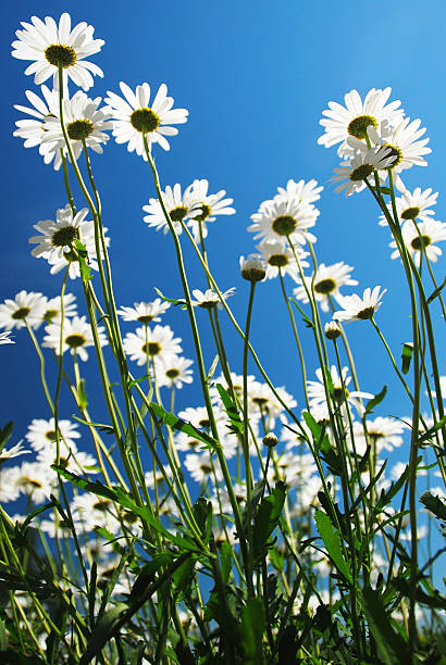 Daisies Reaching for the Sky stock photo