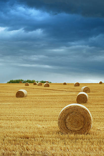 Hay Bales in Field with Stormy Sky stock photo