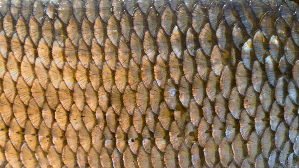 istock Orfe scales, close-up, natural texture 963565662