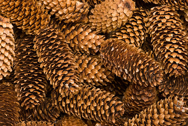 Pine Cone Background stock photo