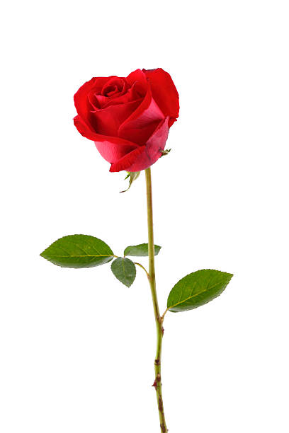 A lone red rose on a white background stock photo