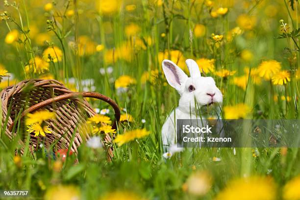 Easter Bunny With Eggs In Basket Stock Photo - Download Image Now - Agricultural Field, Animal Egg, Animal Nest