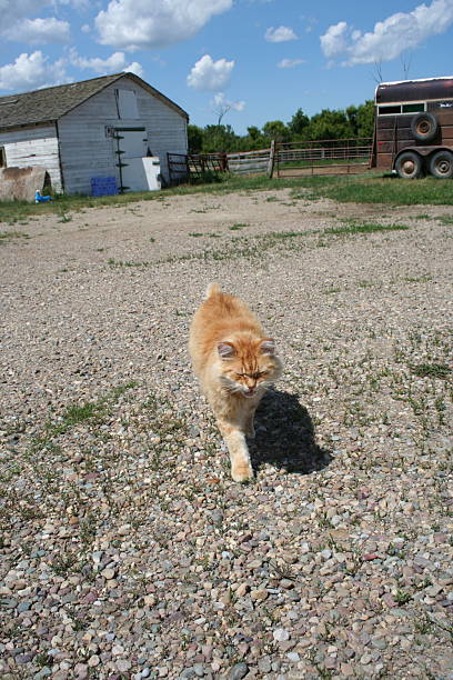 Yellow cat enjoying the sunset