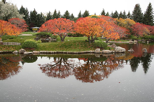Nikka Yuko Japanese Garden fall colors reflected on lake  lethbridge alberta stock pictures, royalty-free photos & images