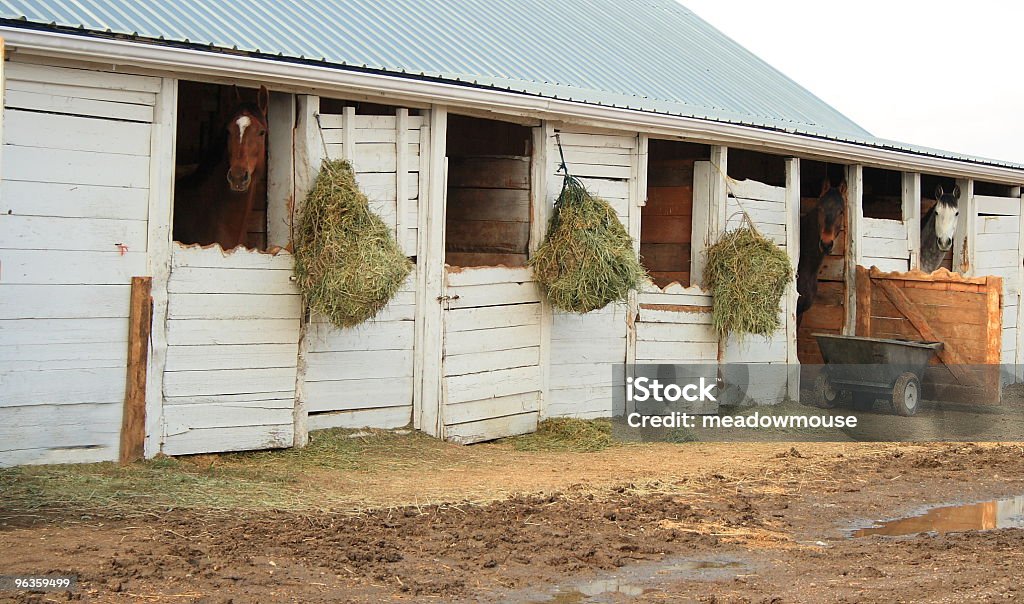 Pferde in Stände öffnen um im Freien mit hängenden bales - Lizenzfrei Farbbild Stock-Foto