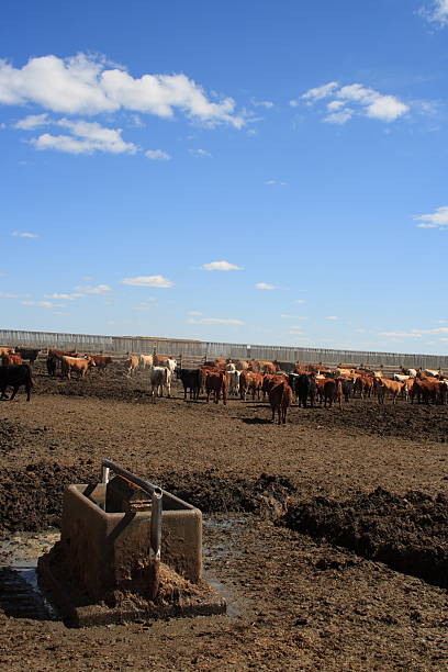 istock cattle herd in pen move away from water trough 96359730