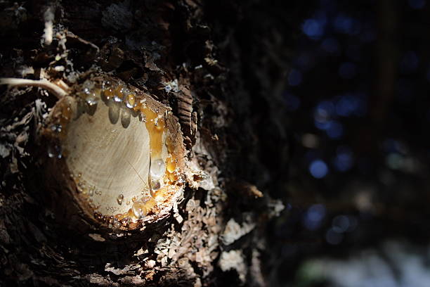 woman hand checking resin dripping from pine tree.