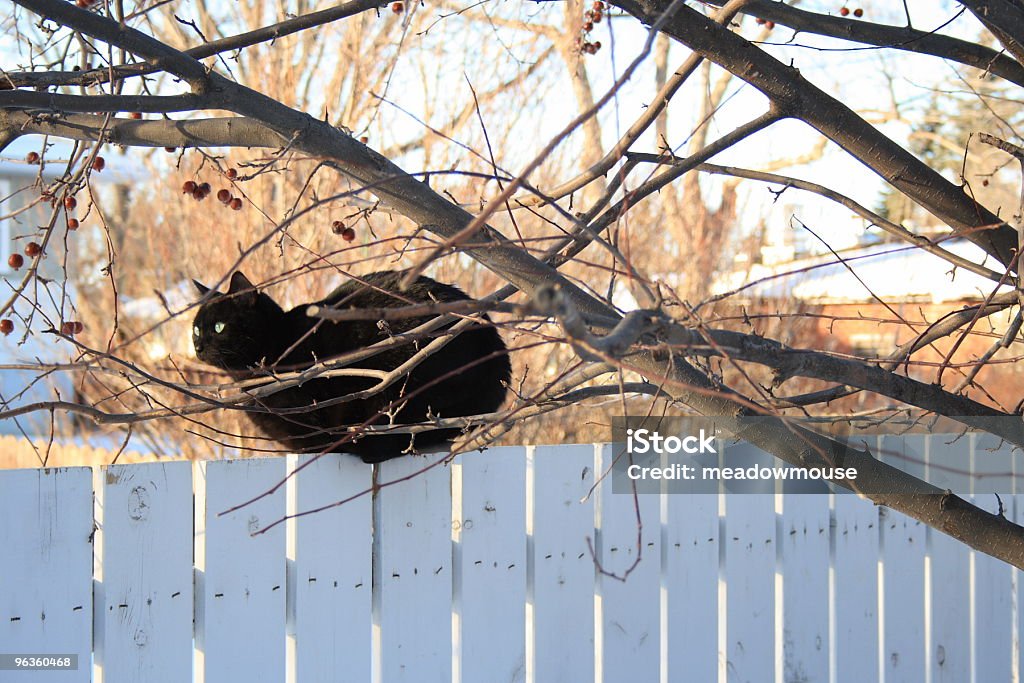 Schwarze Katze auf Zaun Wegsehen-gesehen Obwohl tree - Lizenzfrei Hauskatze Stock-Foto