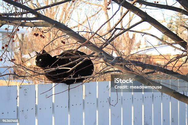 Gato Preto Na Vedação Olhando Para Longeobservada Apesar De Árvore - Fotografias de stock e mais imagens de Cerca