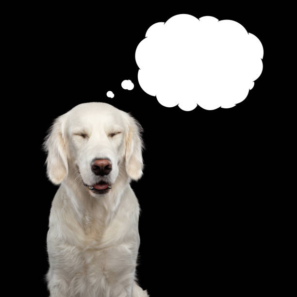 istock Golden retriever on isolated background 963609132