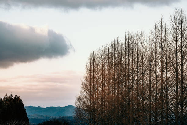 istock Avenue of metasequoia 963611188