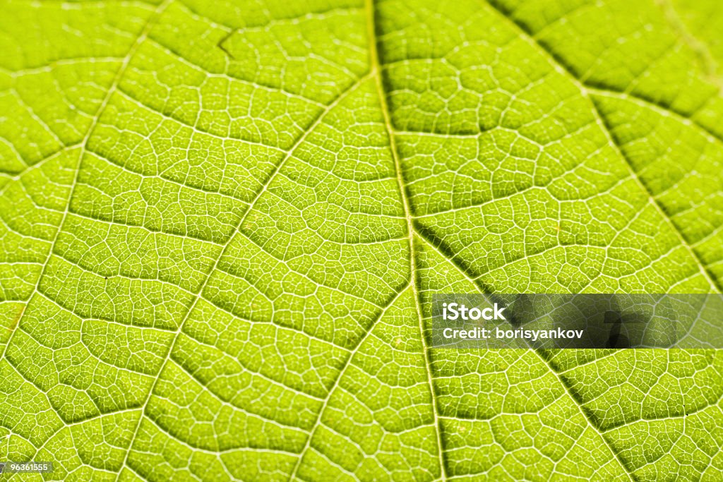 Verde foglia - Foto stock royalty-free di Astratto