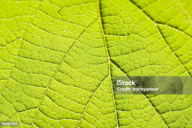 Verde Foglia - Fotografie stock e altre immagini di Astratto - Astratto, Bellezza naturale, Botanica