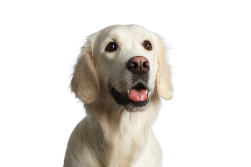 Funny Portrait of Golden Retriever Dog Looking up, Isolated on White Backgrond