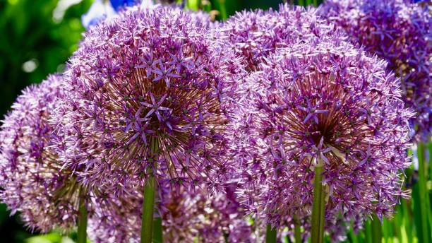 istock Blooming leek, gigant Allium 963635994