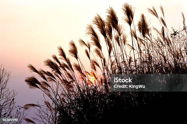 Alto Relva Ao Pôr Do Sol - Fotografias de stock e mais imagens de Anoitecer - Anoitecer, Ao Ar Livre, Aveia-do-mar