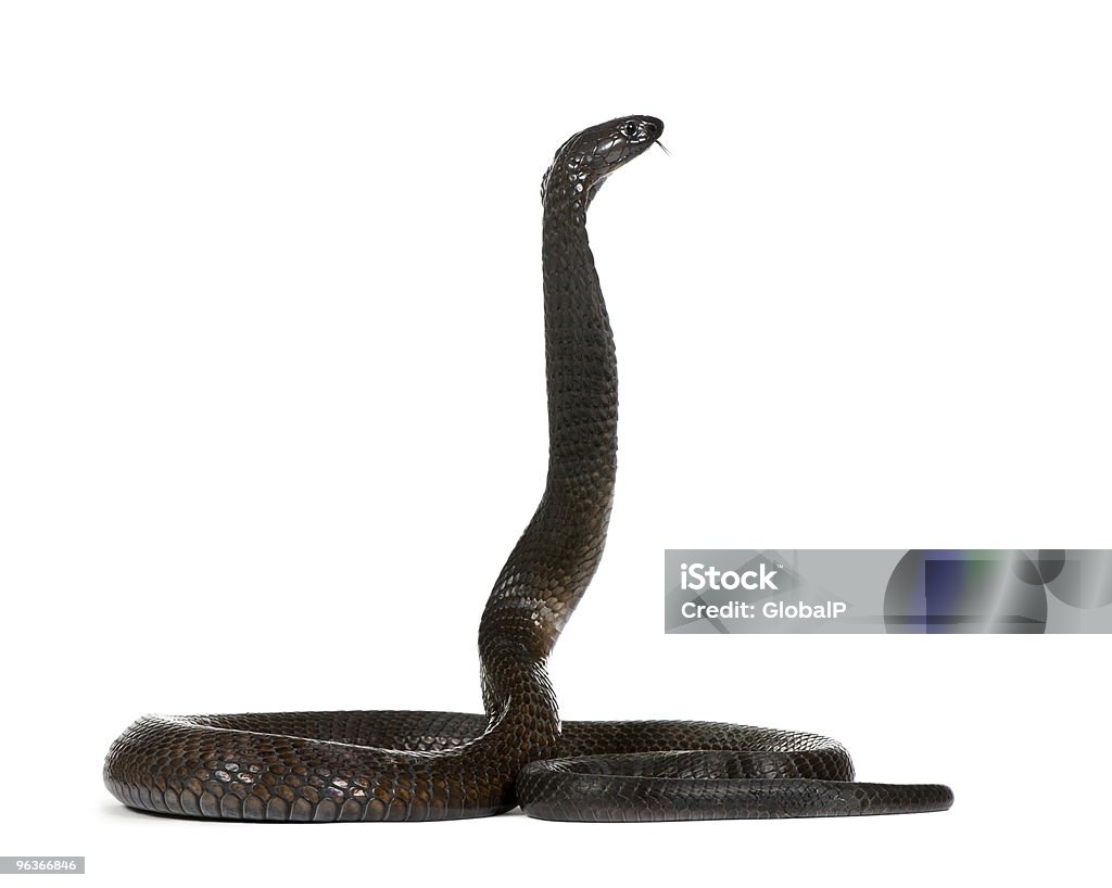 Vista laterale del cobra egiziano su sfondo bianco - Foto stock royalty-free di Ambientazione interna