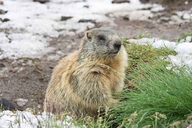 Marmot on snowy land stock photo