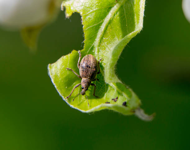 istock Cleonus punctiventris, Asproparthenis punctiventris ladybug, insect harmful to beets 963670872