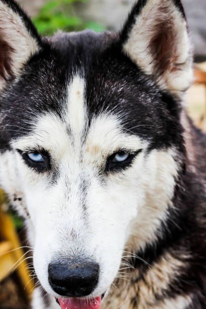 istock husky dog walking in the field 963670878