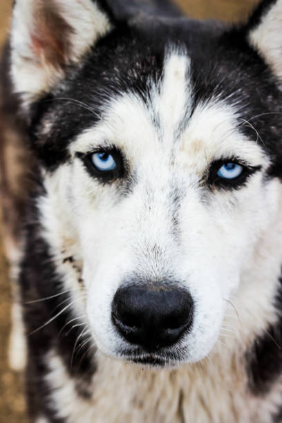 istock husky dog walking in the field 963672940