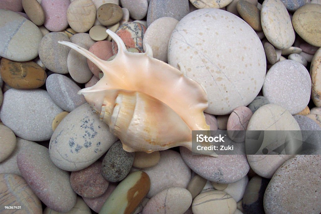 Shell sulle rocce - Foto stock royalty-free di Ambientazione esterna