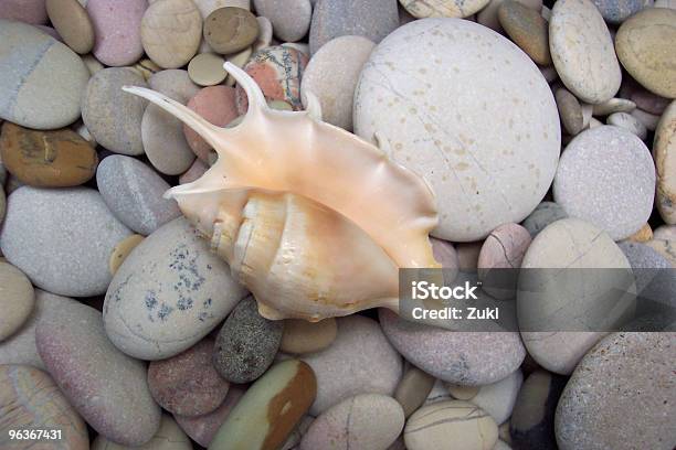 Shell Sulle Rocce - Fotografie stock e altre immagini di Ambientazione esterna - Ambientazione esterna, Ciottolo, Composizione orizzontale