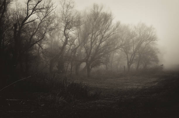 dunkle, unheimliche winterlandschaft - forest dark woods spooky stock-fotos und bilder