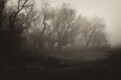 Spooky landscape showing forest on a misty winter day.