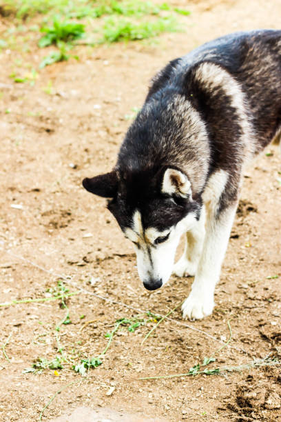 istock husky dog walking in the field 963677462