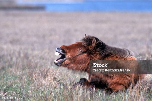 Assateague Pony Smiling Stock Photo - Download Image Now - Animals In The Wild, Horse, Animal