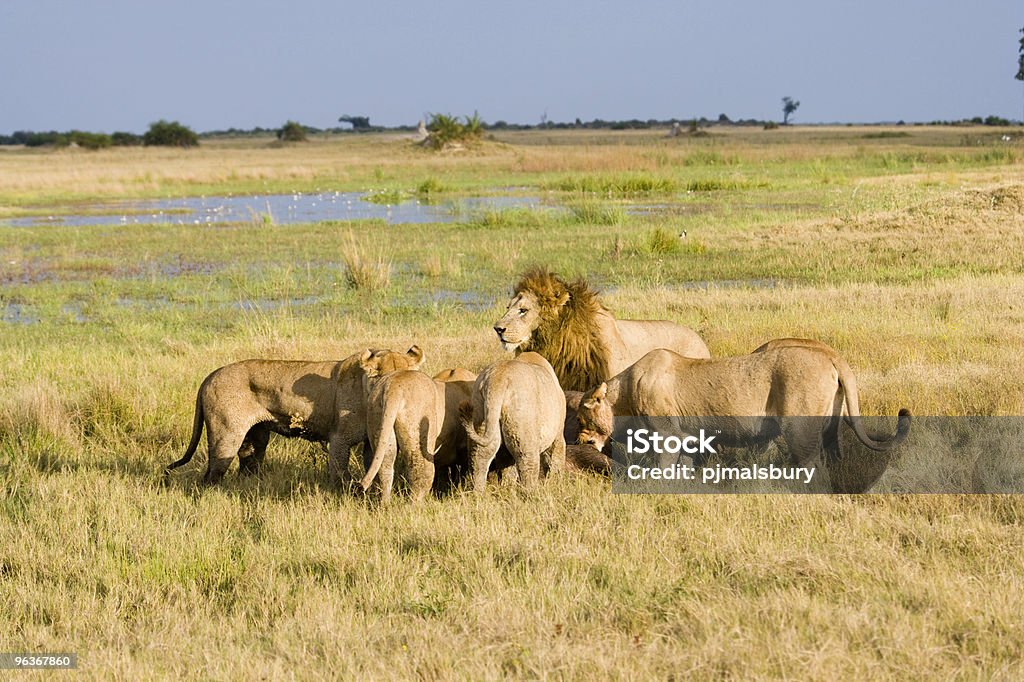 Leões no almoço - Foto de stock de Grupo Enorme de Leões royalty-free