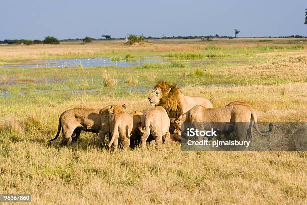 Foto de Leões No Almoço e mais fotos de stock de Grupo Enorme de Leões - Grupo Enorme de Leões, Leão, Orgulho