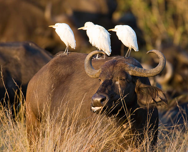 Ornamental Buffalo  cattle egret photos stock pictures, royalty-free photos & images