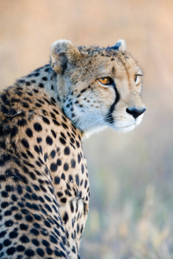 A Cheetah running. Taken in South Africa
