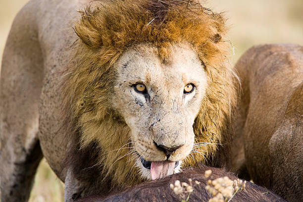 istock Male Lion licking his dinner 96367907