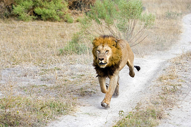 Lion Jogging stock photo