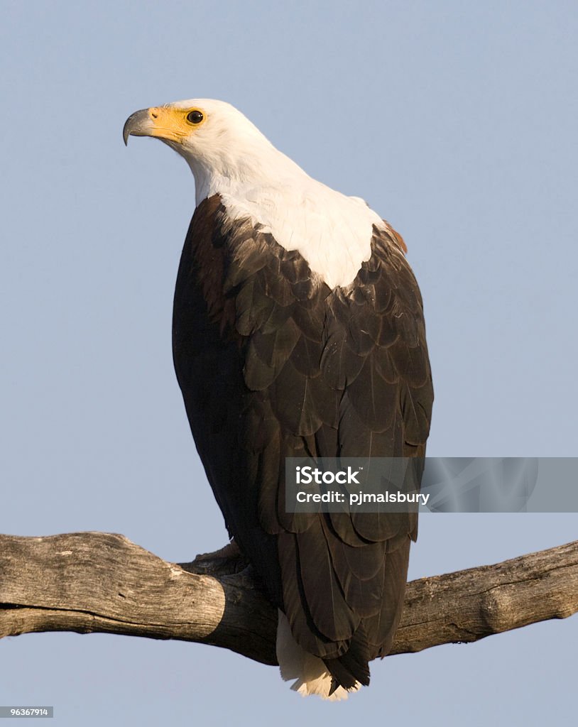 African Fish Eagle  Africa Stock Photo