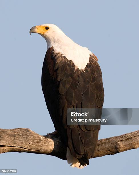 African Fish Eagle Stock Photo - Download Image Now - Africa, African Fish Eagle, Animal
