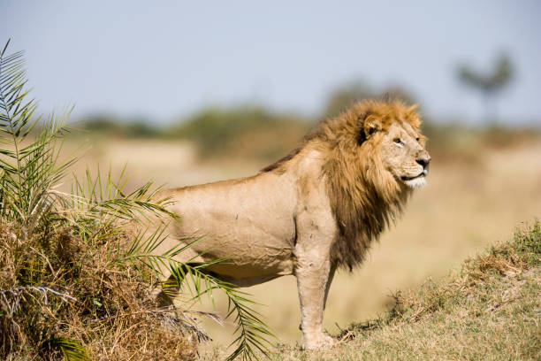 istock King of the Hill 96367976